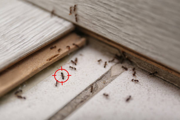 Best Residential Pest Control  in Cedartown, GA