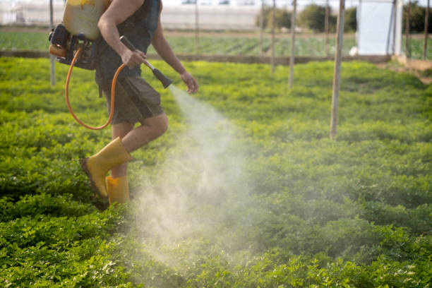 Best Ant Control Services  in Cedartown, GA