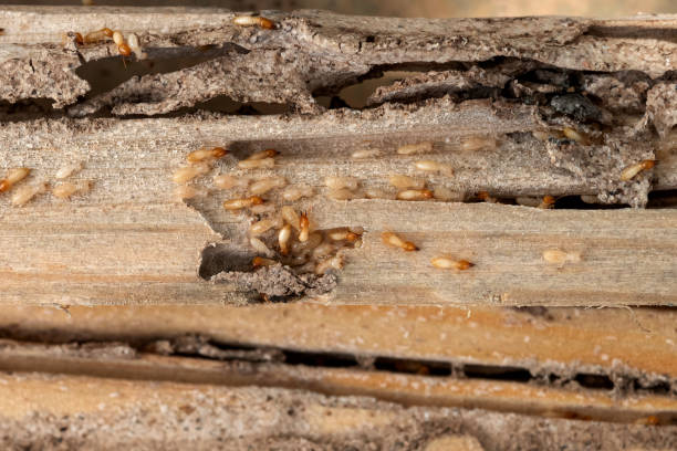 Bird Control in Cedartown, GA