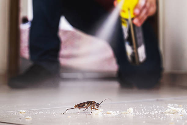 Best Mosquito Control Services  in Cedartown, GA
