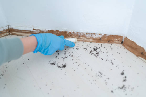 Reliable Cedartown, GA Pest Control Solutions